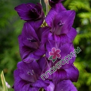 Гладиолус Purple Flora 