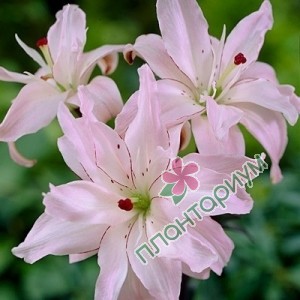 Лилия Spring Pink 