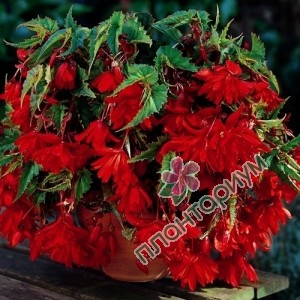 Бегония Red