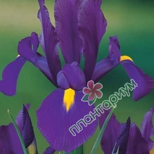 Ирис Hollandica Purple Sensation