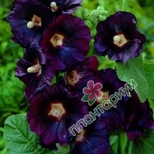 Штокроза Rosea Nigra