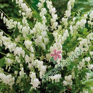 Дицентра Spectabilis Alba