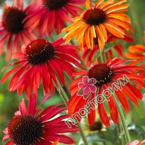 Эхинацея Purpurea Red