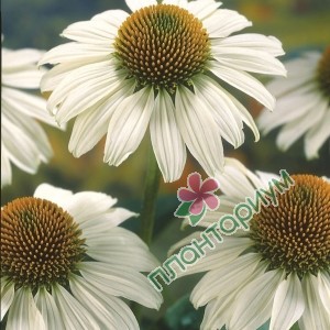 Эхинацея Purpurea White