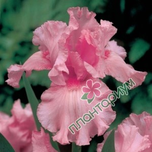 Ирис Germanica Pink