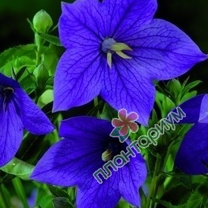 Платикодон Mariesii