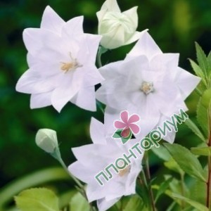 Платикодон White