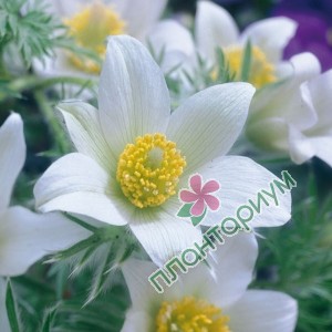 Прострел Vulgaris White