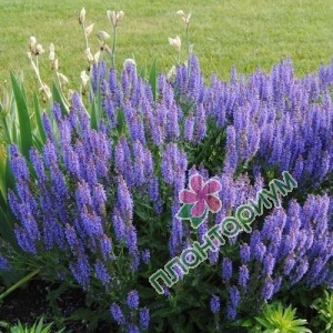 Сальвия Nemorosa Blue