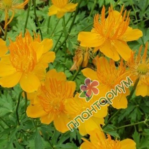 Купальница Orange Princess