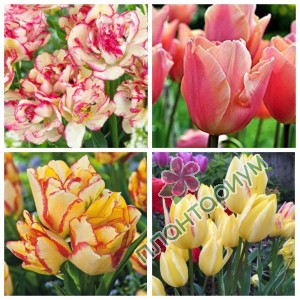 Тюльпан Bunch-Flowering 3 15Ltr