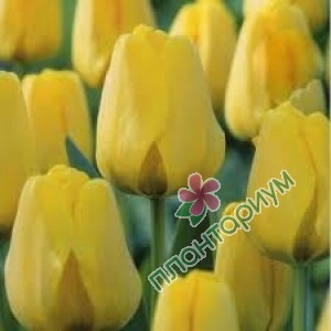 Тюльпан Golden Apeldoorn