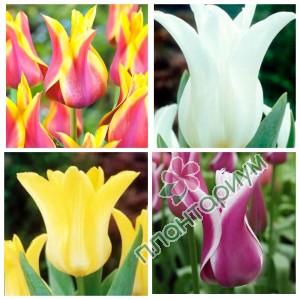 Тюльпан Lily-Flowering 2 15Ltr