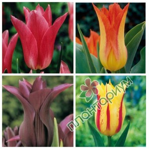 Тюльпан Lily-Flowering 3 15Ltr