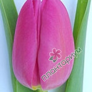 Тюльпан Pink Marlene