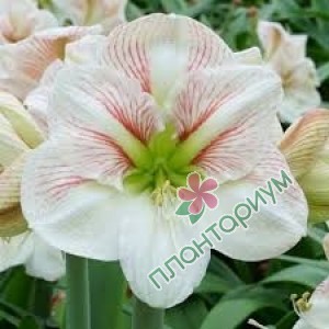 Амариллис Princes Claire