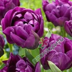 Тюльпан Purple Pion