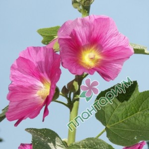 Штокроза rosea розовая