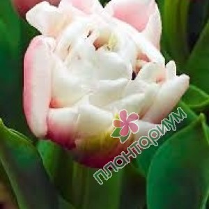 Тюльпан Sambuca