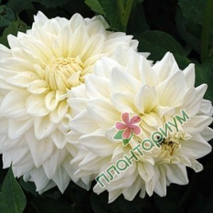 Георгина White Alva'S