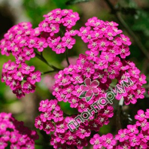 Тысячелистник Cerise Queen