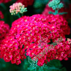 Тысячелистник Pomegranate