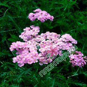 Тысячелистник Wonderfull Wampee