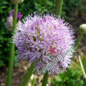 Аллиум Macleanii