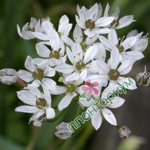 Аллиум Neapolitanum