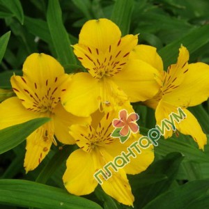 Альстромерия aurea Lutea