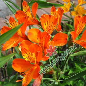 Альстромерия Orange King