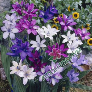Бабиана Kew hybrids