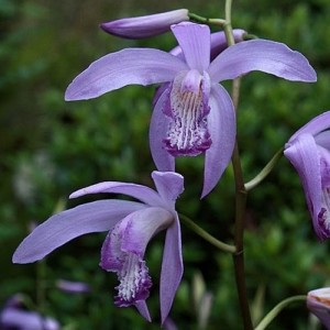 Блетилла Blue