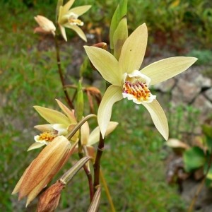 Блетилла Yellow