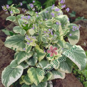 Бруннера Variegata