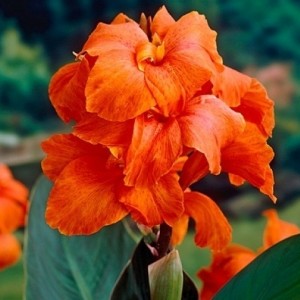 Канна Orange Beauty