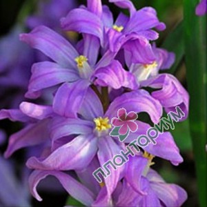 Хионодокса Violet Beauty