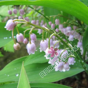 Ландыш Rosea