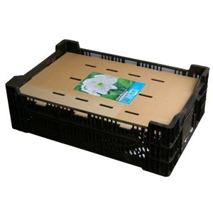 Седум Lajos - Autumn Charm