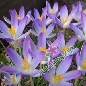 Крокус Lilac Beauty