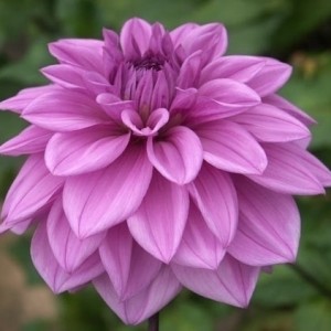 Георгина Lilac Time