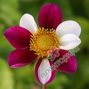 Георгина Twyning's Smartie