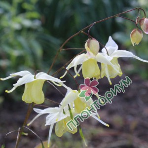 Эпимедиум Flowers Of Sulphur