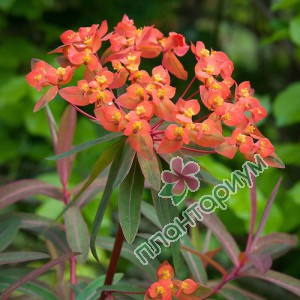 Молочай Griffithii Dixter