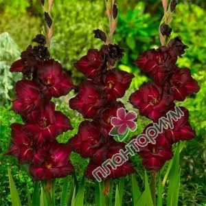 Гладиолус Gladiolus Black