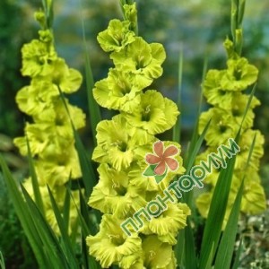 Гладиолус Gladiolus Green