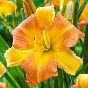 Лилейник Everydaylily Punch Yellow