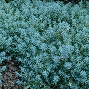 Седум Blue Spruce