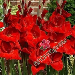 Гладиолус Gladiolus Red