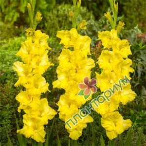 Гладиолус Gladiolus Yellow